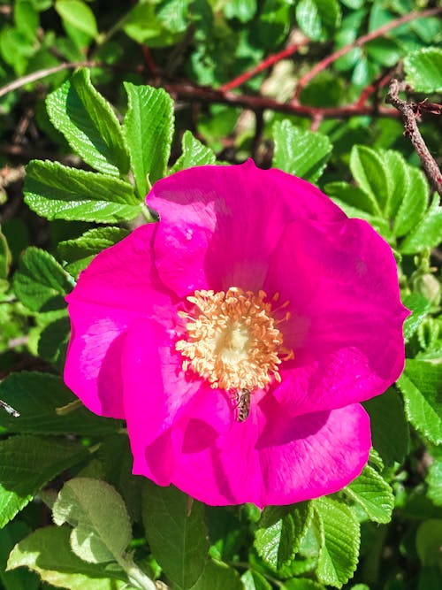 Close Up Shot of a Pink Flower