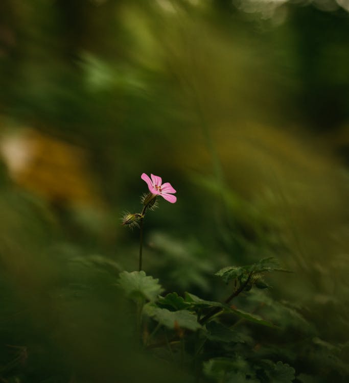 Selective focus of blooming small flower growing on blurred background in nature in summer day