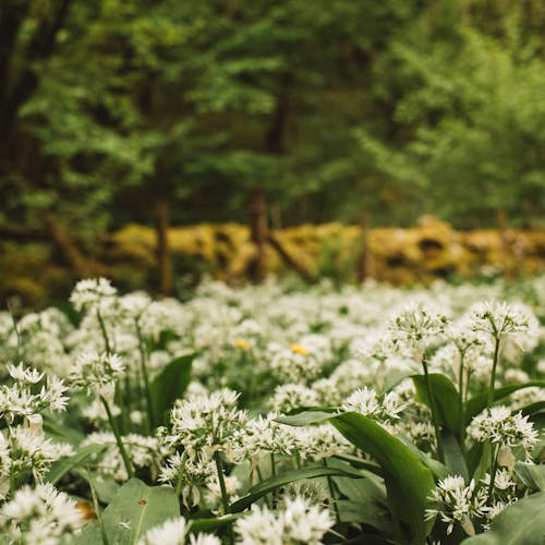 Fresh flowers growing near green trees