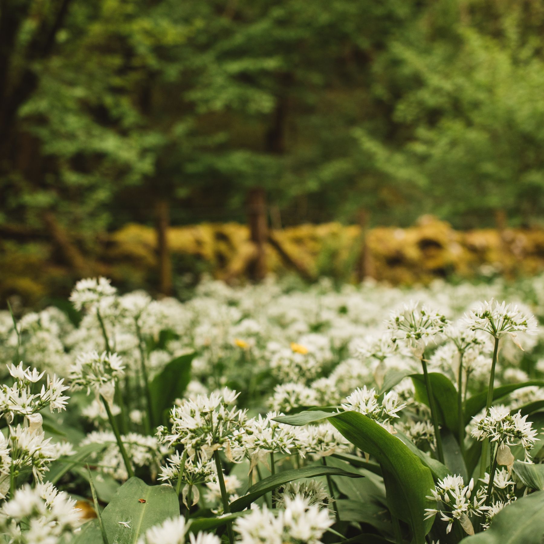 Green plants in a natural outdoor setting