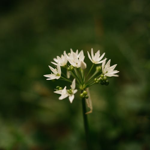 Fresh white ramson flower growing in nature near green plants in summer day