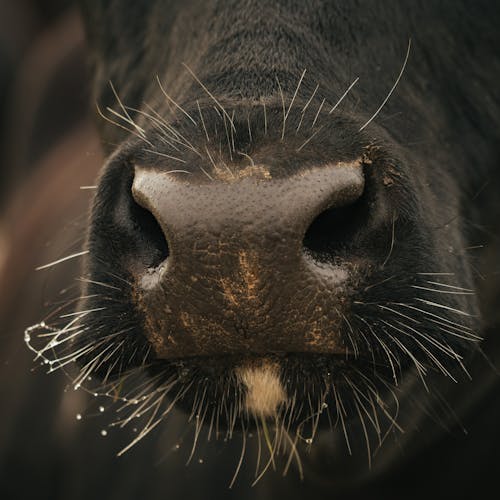 Muzzle of domestic black cow with whiskers