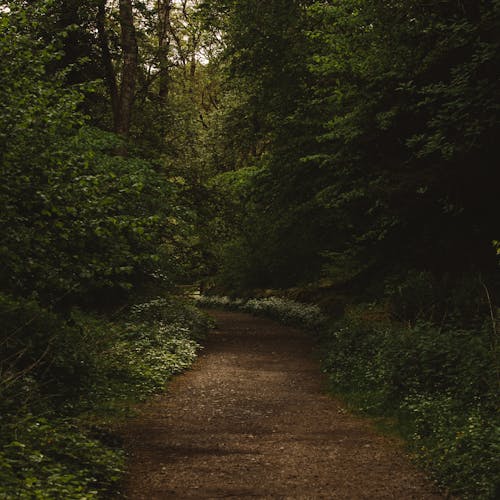 Free Narrow path going through green forest trees growing on grassy ground in summer day Stock Photo