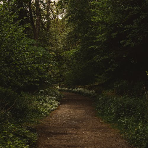 Narrow path going through green forest trees growing on grassy ground in summer day