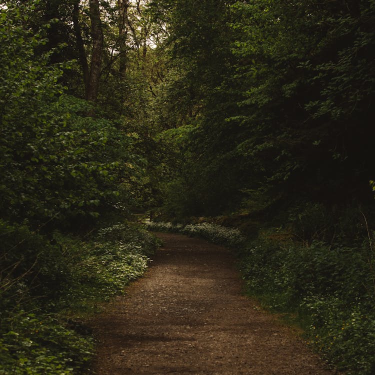 Pathway located between green forest trees · Free Stock Photo