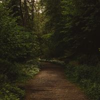 Forest trail by Ellie Burgin on Pexels