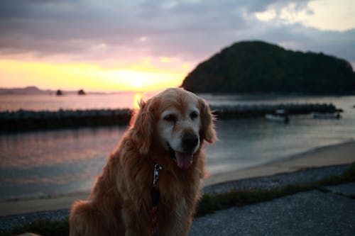 Cute Retriever dog with tongue out sitting on coast near sea water under evening sky
