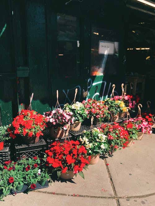 Fresh flowers in market on street