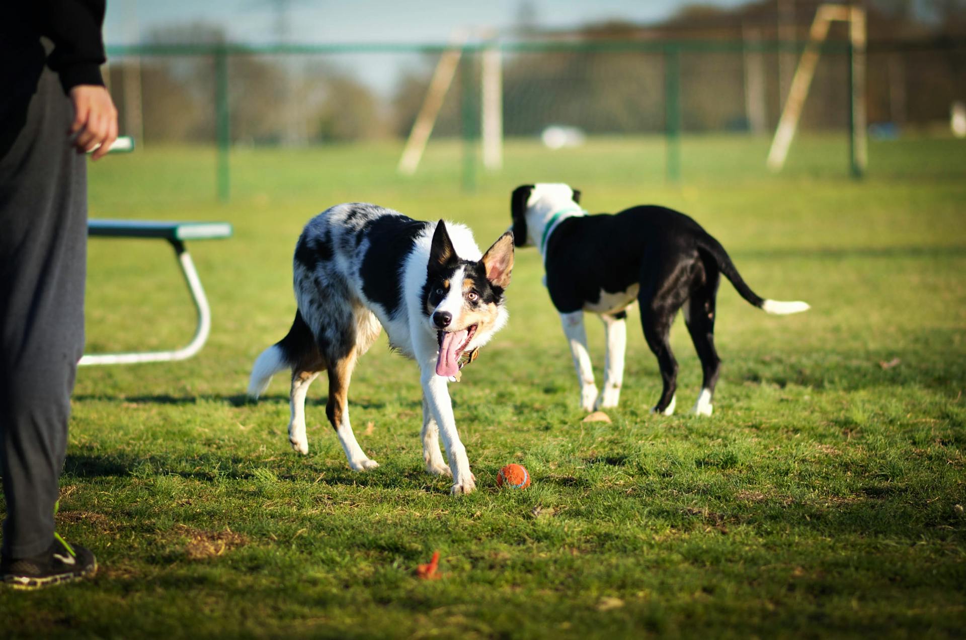 Black and White Border Collie Running on Green Grass Field