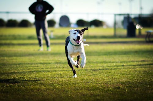 Black and White Short Coated Dog Running on Green Grass Field