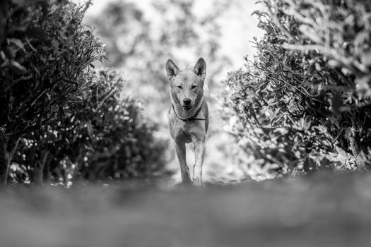 Grayscale Photo of Dog Standing Near Plants