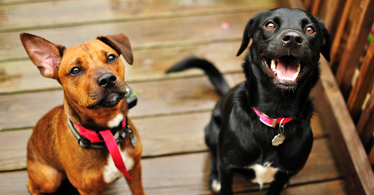 Your First Time Hosting a Dog: A Guide for New Sitters