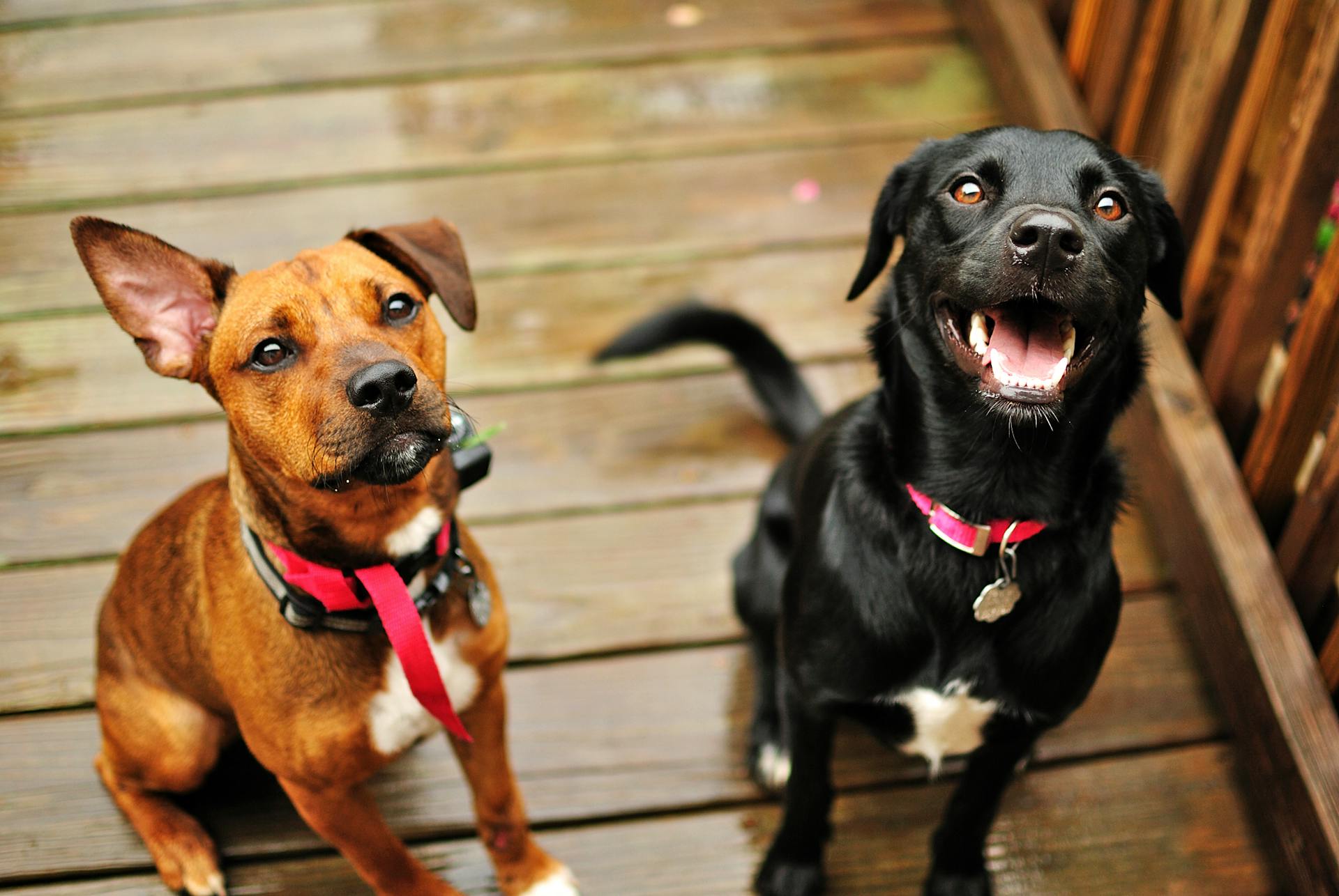 Brown and Black Short Coated Medium Sized Dog Sitting on Brown Wooden Floor