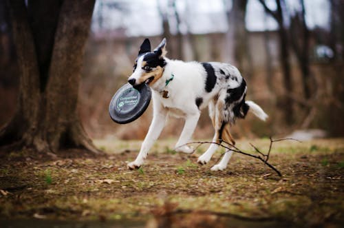 Free White and Black Short Coated Dog Running on Brown Dried Leaves Stock Photo