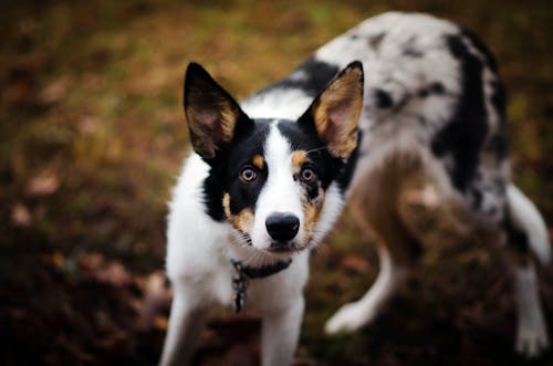 White and Black Border Collie Mix