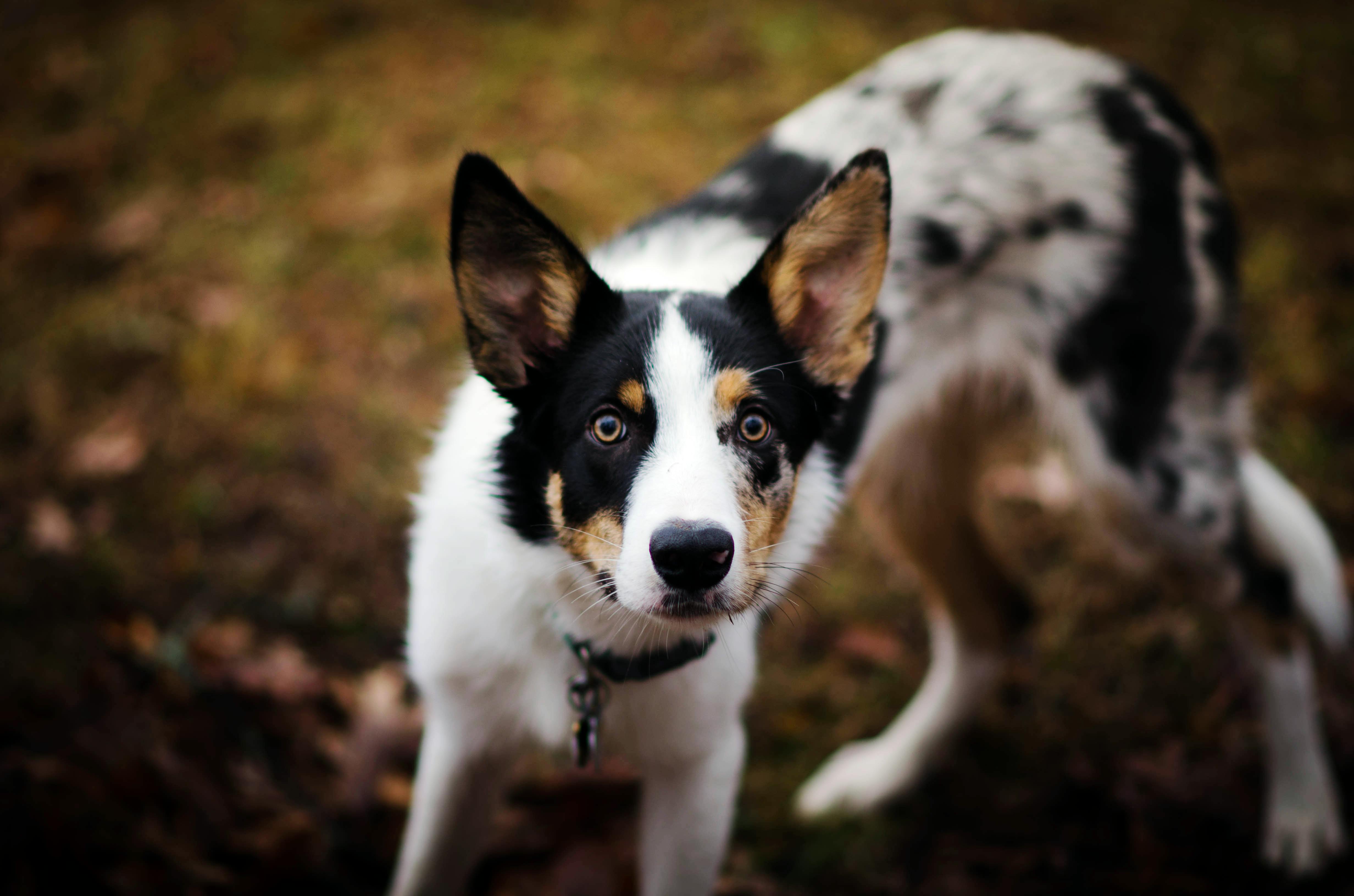 blue merle tri border collie