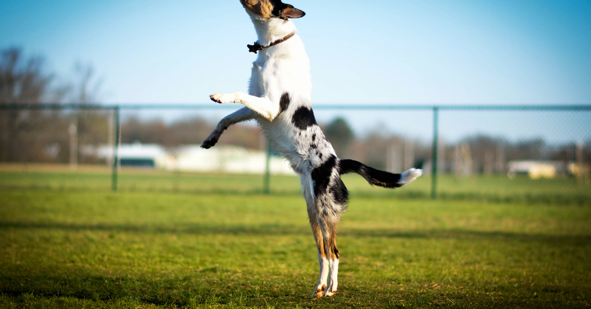 Why Your Dog Jumps on Guests (And What Actually Works to Stop It Permanently)