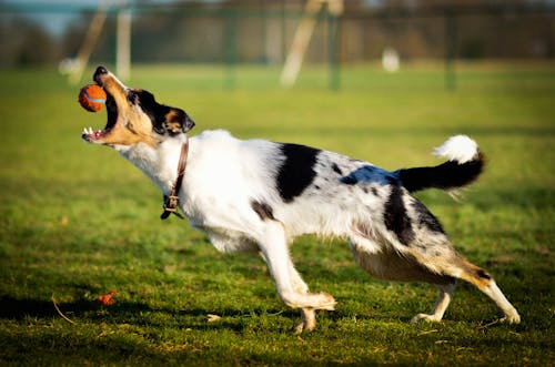 White and Black Short Coated Dog on Green Grass Field