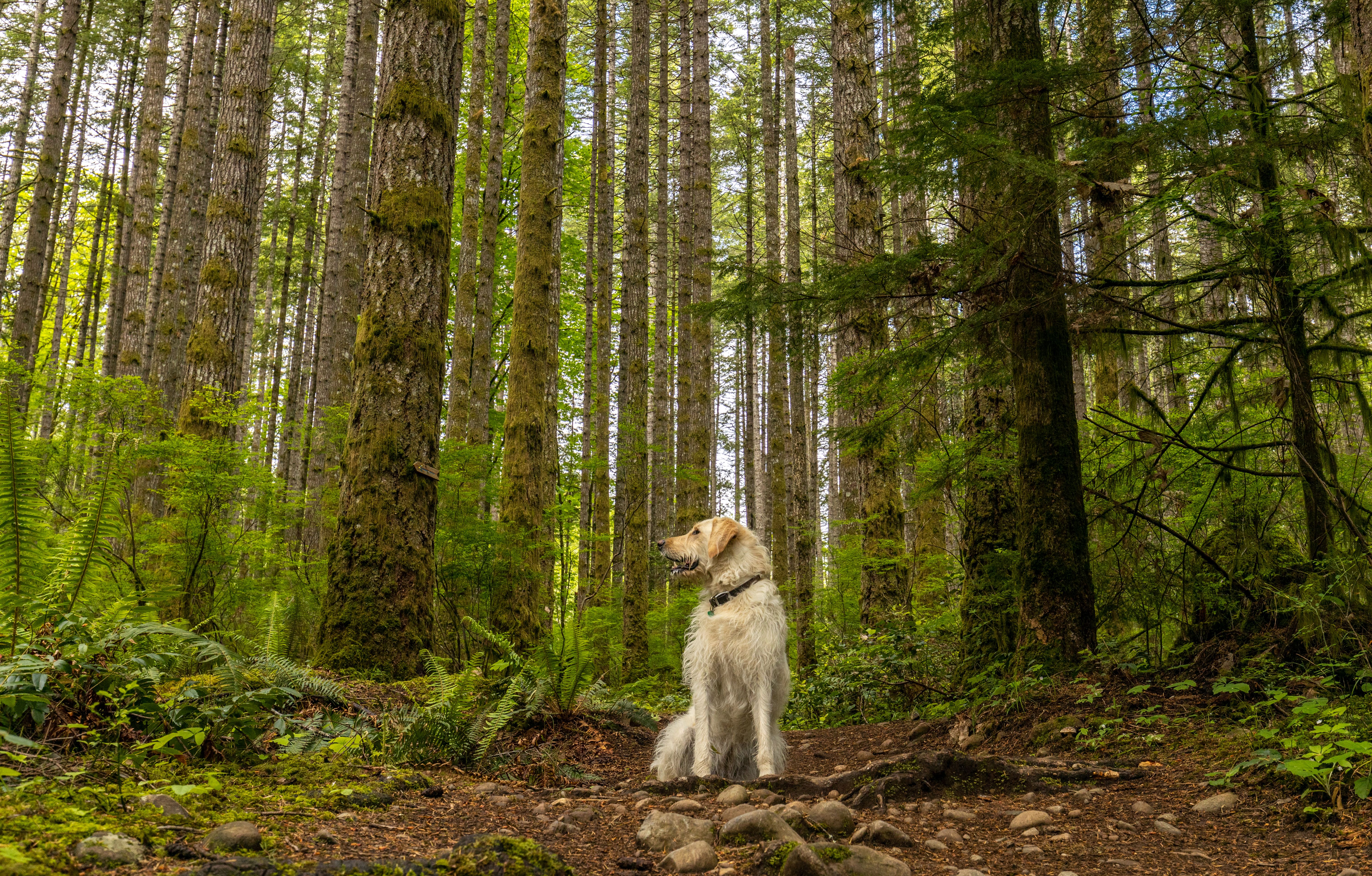 Golden Retriever sitting on ground in green lush forest · Free Stock Photo