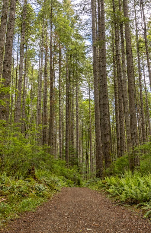 Narrow gravel pathway going amidst tall lush trees growing in abundant mixed woodland on sunny clear day