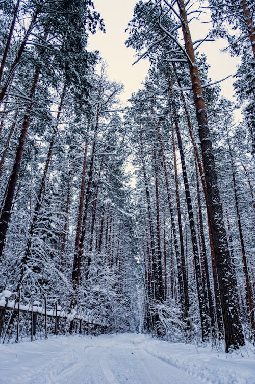 Perspective of pathway covered with thick layer of snow running along frozen snowy trees growing in mixed forest on cold winter day