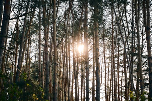 Free Sun Rays Coming Through Trees Stock Photo