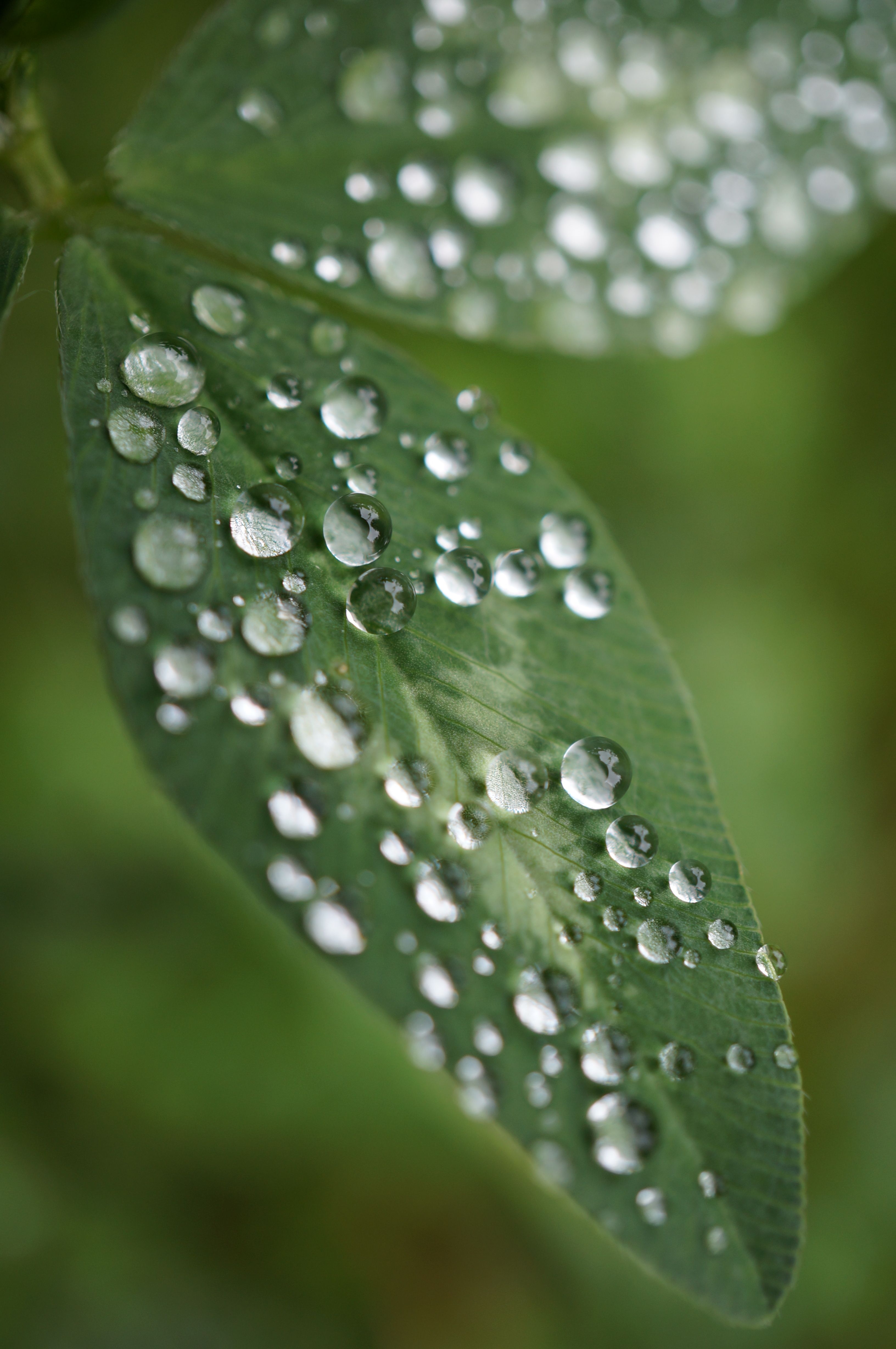 Green plant leaf covered with dew drops · Free Stock Photo