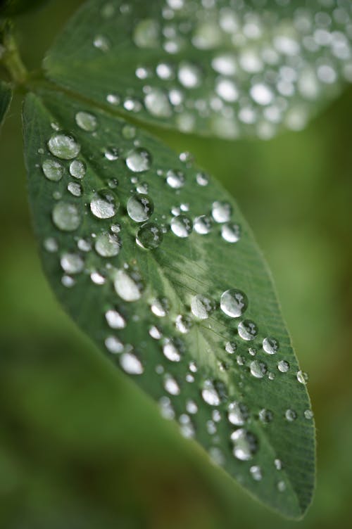 Green plant leaf covered with dew drops