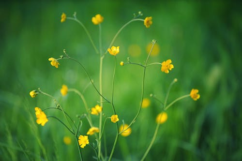 Blooming tender buttercup flowers with tiny yellow petals blossoming on lush green meadow on summer sunny day