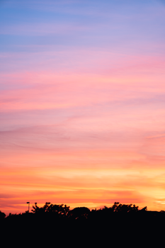 From below wonderful scenery of colorful sky with clouds above silhouettes of trees in evening