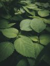 High angle stinging burning nettle plants with tiny needle like hair on leaves growing in lush forest
