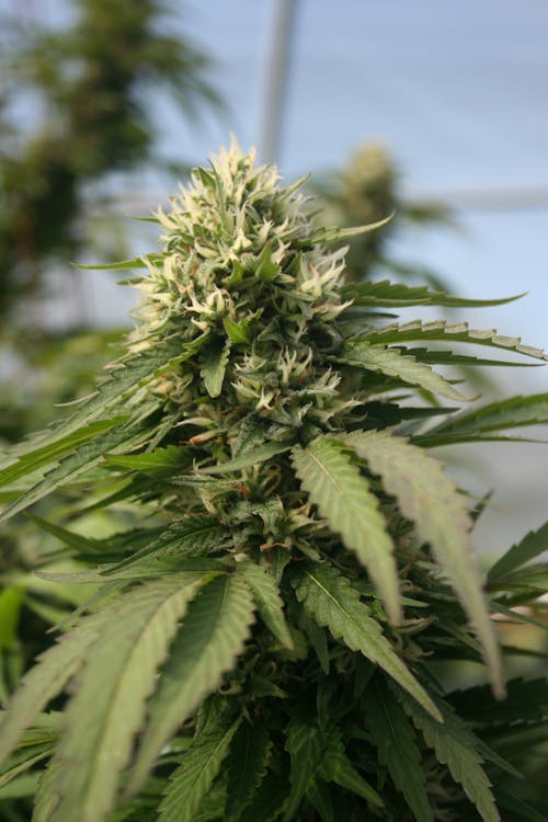 Free Flowering cannabis herb growing in forest Stock Photo