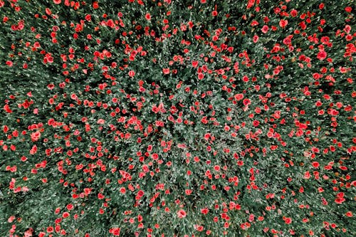 무료 지상에 빨간색과 흰색 꽃 꽃잎 스톡 사진