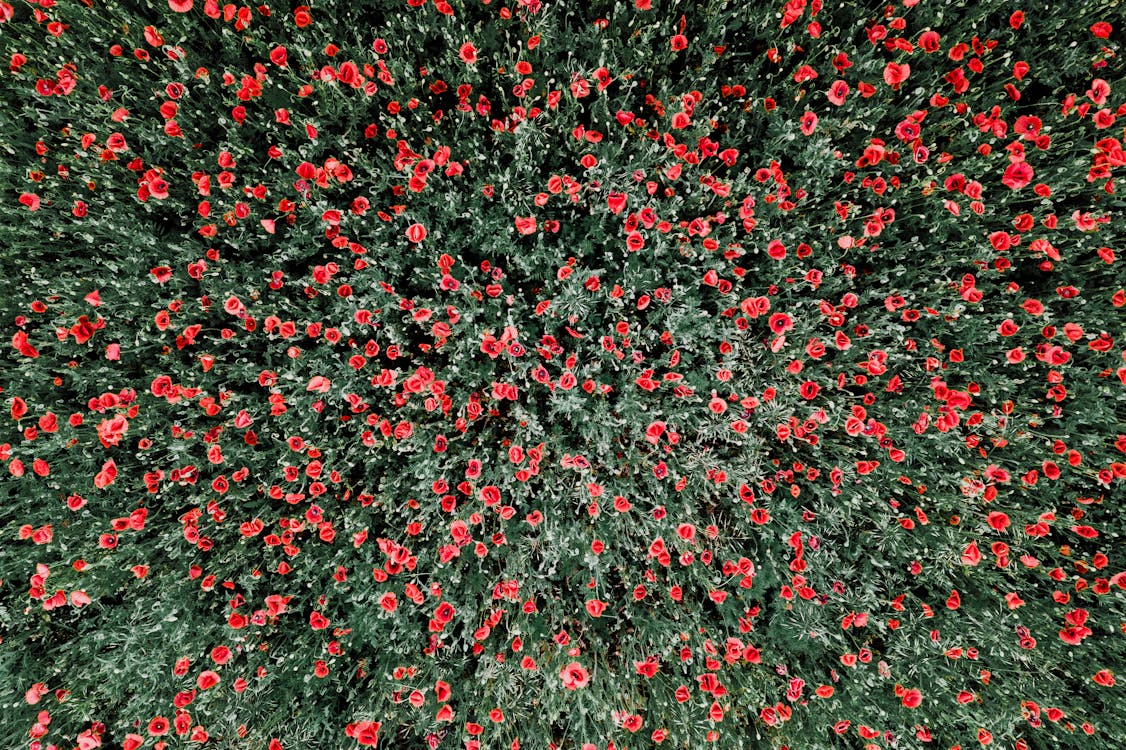 地面上的红色和白色的花瓣