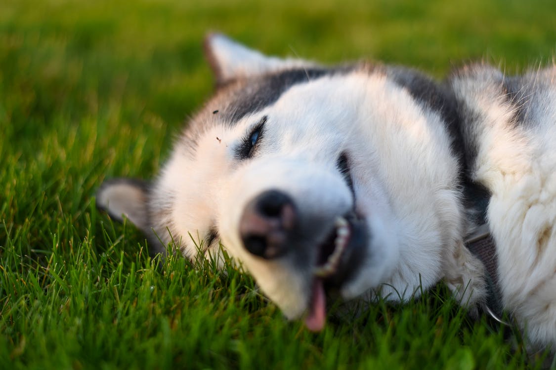 Carefree purebred Siberian Husky dog lying on grassy meadow with eyes closed and tongue out enjoying summer sunny day in nature