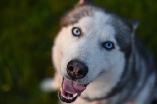 Free High angle happy playful Siberian Husky dog sitting on grassy lawn with mouth opened and looking at camera with interest Stock Photo