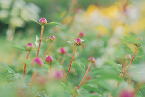 alan, bitki örtüsü, Çiçekler içeren Ücretsiz stok fotoğraf