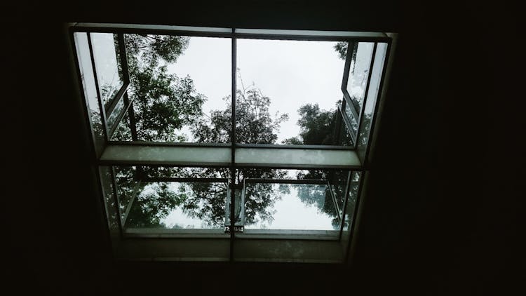 Trees Seen Through Skylight In Dark Empty Room