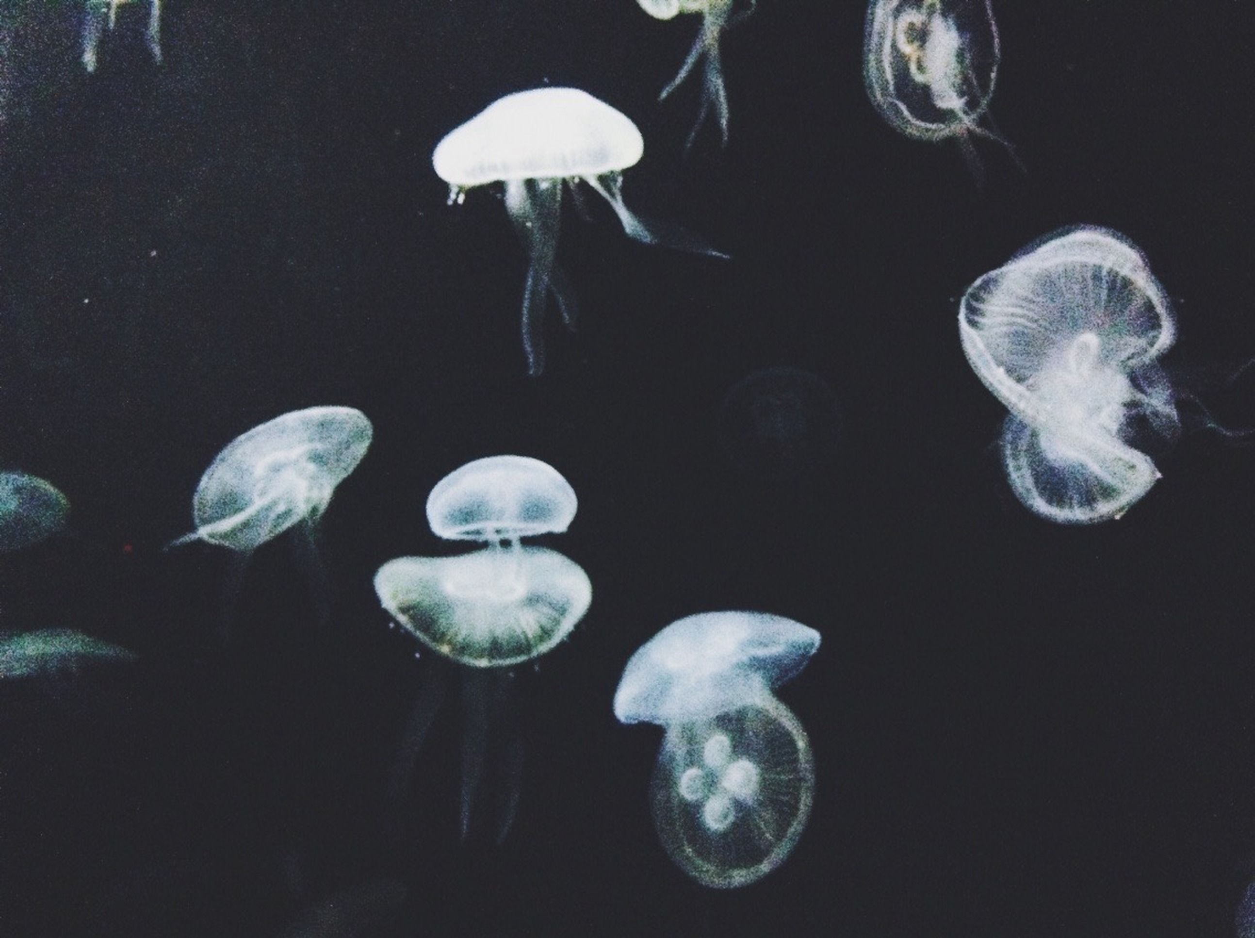 水下场景中，一群迷人的水母优雅地漂浮着