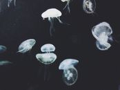 水下场景中，一群迷人的水母优雅地漂浮着