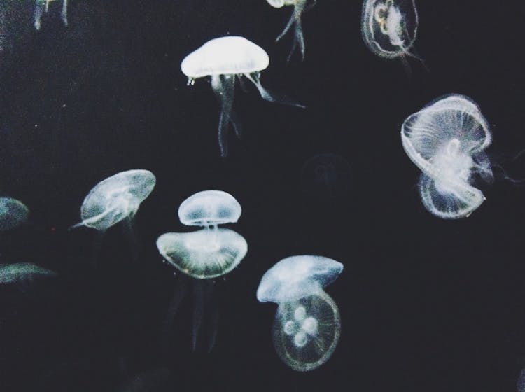 Group Of White Transparent Jellyfish Floating In Black Water