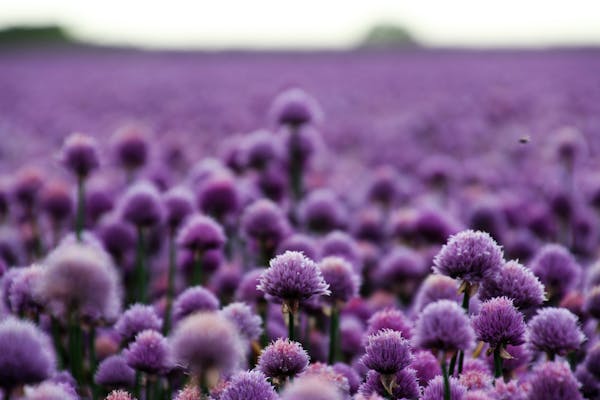 7 000 张最精彩的 Purple 图片 · 100%免费下载 · Pexels素材图片