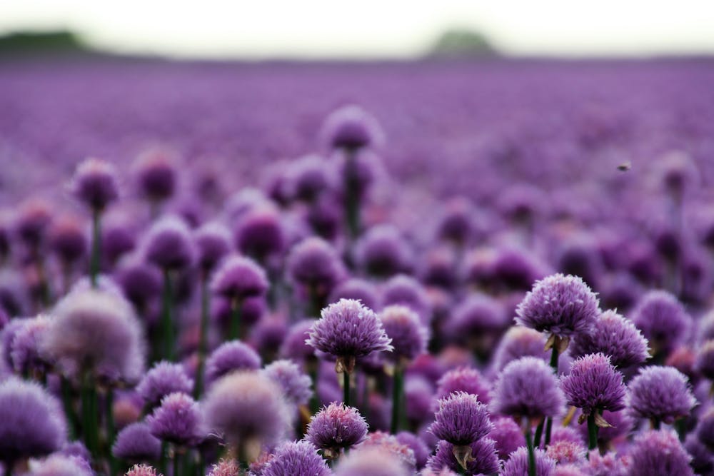 Chive Blossom Vinaigrette