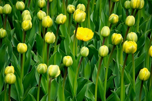 Gratis arkivbilde med åker, blomster, full skudd