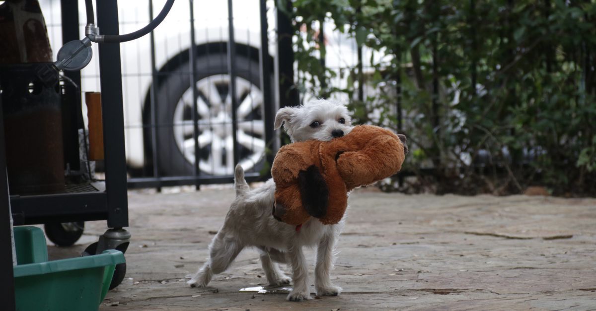 The Ultimate Austin Dog Care Guide for Remote Workers
