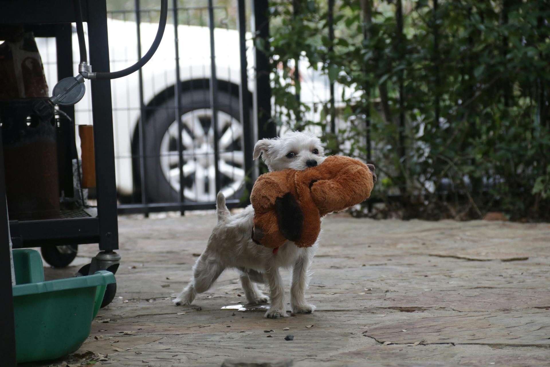 Un chiot blanc avec un jouet en peluche sur la bouche