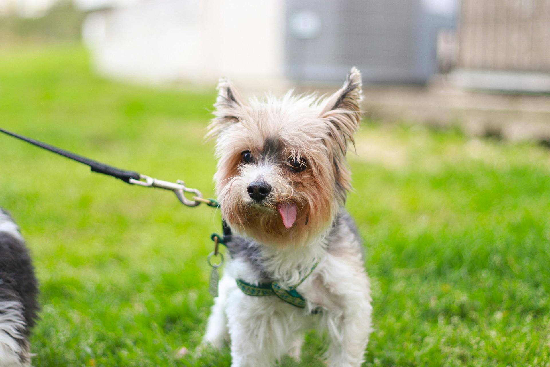 Yorkshire Terrier Dog With Black Leash