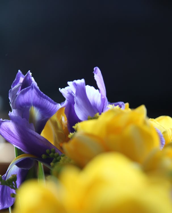 Free stock photo of beautiful flower, freesia, tulips