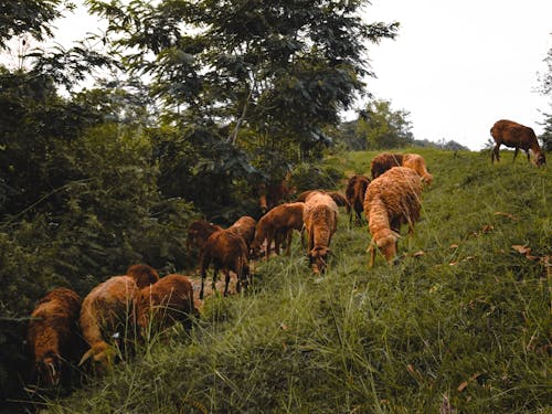 Fotobanka s bezplatnými fotkami na tému cicavec, črieda, farma