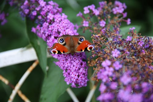 Free stock photo of 4k wallpaper, butterfly, cumbria Stock Photo
